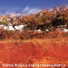 Coonawarra - TerraRossa soil